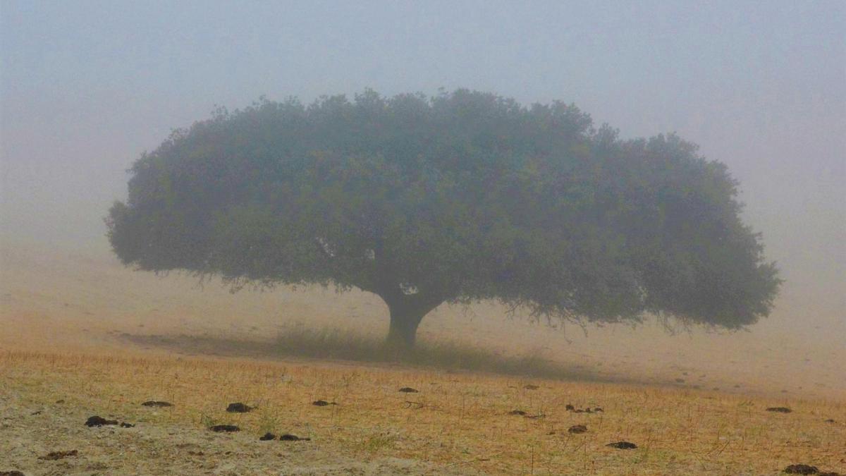 Le premier train visuel arbre